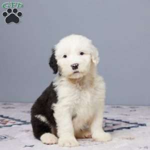 Chief, Old English Sheepdog Puppy